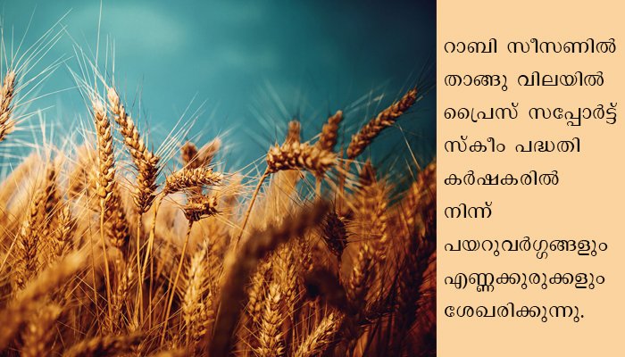 ഗോതമ്പു പാടങ്ങള്‍ കൊയ്‌തെടുത്തു; ലോക് ഡൗണ്‍ ബാധിച്ചില്ല