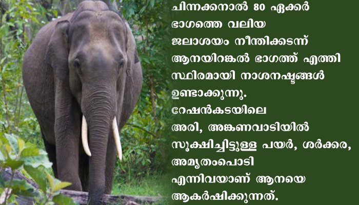 അരി മോഷ്ടിക്കുന്ന കാട്ടുകൊമ്പന്‍ ഒരു ആളെക്കൊല്ലി