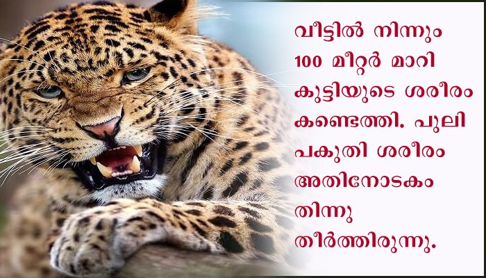 ഉറങ്ങിക്കിടന്ന മൂന്നു വയസ്സുള്ള കുഞ്ഞിനെ പുള്ളിപ്പുലി എടുത്തുകൊണ്ടുപോയി പകുതി തിന്നു