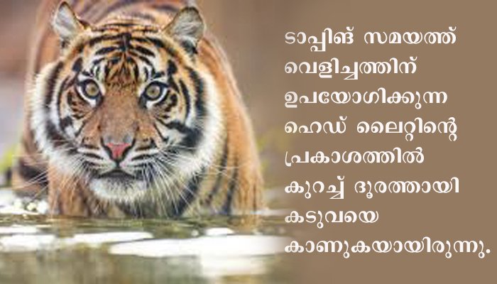വടശ്ശേരിക്കരയില്‍ വീണ്ടും കടുവയുടെ ആക്രമണം; ടാപ്പിങ് തൊഴിലാളി  ഓടി വീട്ടില്‍കയറി രക്ഷപ്പെട്ടു
