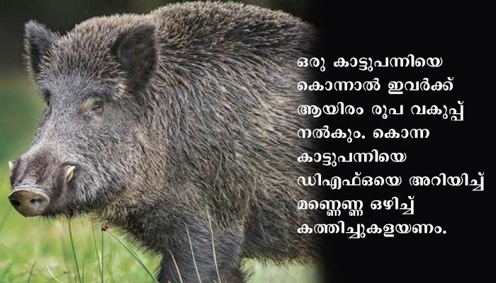 കാട്ടുപന്നികളെ ലൈസന്‍സുള്ള തോക്കുകാര്‍ക്ക് വെടിവച്ചുകൊല്ലാം, 1000 രൂപ പ്രതിഫലം