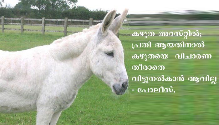പണം വച്ചുള്ള കഴുതയോ ട്ട മത്സരത്തിൽ പങ്കെടുത്ത കഴുതയേയും വാതുവെപ്പുകാർക്കൊപ്പം പോലീസ് അറസ്റ്റ് ചെയ്തു.  പ്രതി ആയതിനാൽ ഓട്ടത്തില്‍ വിജയിച്ച കഴുതയെ  വിചാരണ തീരാതെ വിട്ടുനൽകാൻ ആവില്ല എന്നും പോലീസ്
