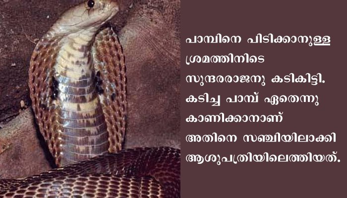 കുടിച്ചു പാമ്പായ ആളെ പാമ്പുകടിച്ചു, പാമ്പിനെ പിടിച്ച് സഞ്ചിയിലാക്കി ആശുപത്രിയിലെത്തിയപ്പോള്‍  പാമ്പ് പുറത്തുചാടി. ആള്‍ ഗുരുതരാവസ്ഥയില്‍