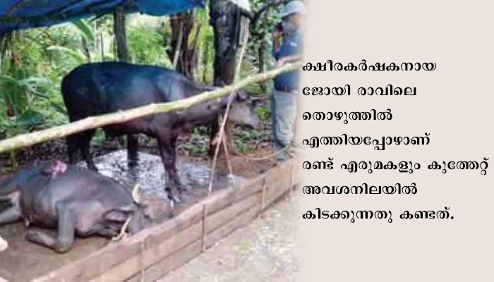 അജ്ഞാതര്‍ കുത്തിപ്പരിക്കേല്‍പ്പിച്ച എരുമക്കിടാങ്ങള്‍ രണ്ടുദിവസം നരകയാതന അനുഭവിച്ച് ചത്തു