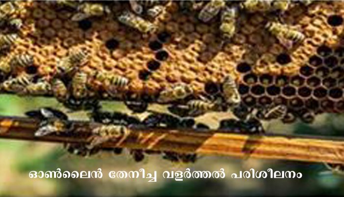 തേനീച്ചവളര്‍ത്തലില്‍ ഓണ്‍ലൈന്‍ സൗജന്യപരിശീലനം