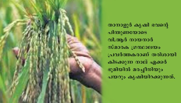 സുഭിക്ഷ കേരളം: മലപ്പുറം ജില്ലയിലെ താനാളൂരില്‍ നാലേക്കര്‍ തരിശില്‍ കൃഷിയിറക്കുന്നു