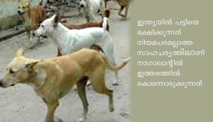 നാഗാനാന്‍ഡില്‍ നായ മാംസ വില്‍പ്പന നിരോധിച്ചു