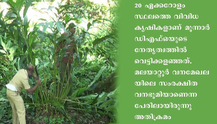 അടിമാലി പീച്ചാട് ഭാഗത്ത് കൈയേറ്റം ആരോപിച്ച് കൃഷിഭൂമിയിലെ വിളകള്‍ വനംവകുപ്പ് ഉദ്യോഗസ്ഥര്‍ നശിപ്പിച്ചു