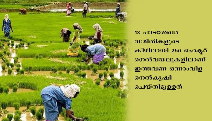 നെല്ലറയാകാന്‍ പരിയാരം: കാര്‍ഷികമേഖലയില്‍ 1.83 കോടി രൂപയുടെ പദ്ധതികള്‍