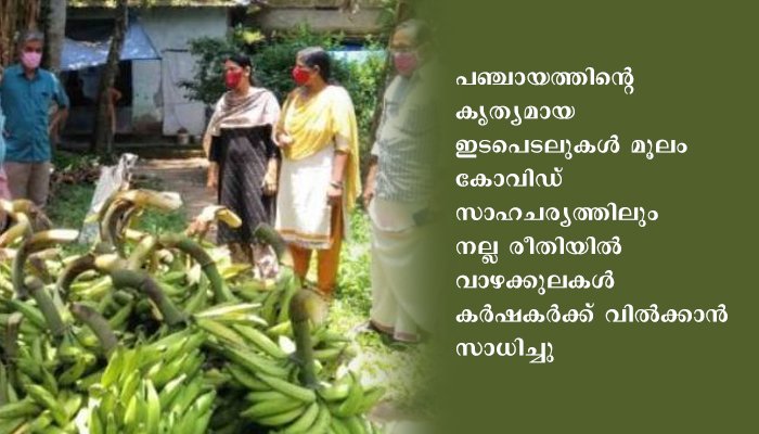 വിളവെടുപ്പിനൊരുങ്ങി എറണാകുളം ചേന്ദമംഗലത്തെ വാഴത്തോപ്പുകൾ