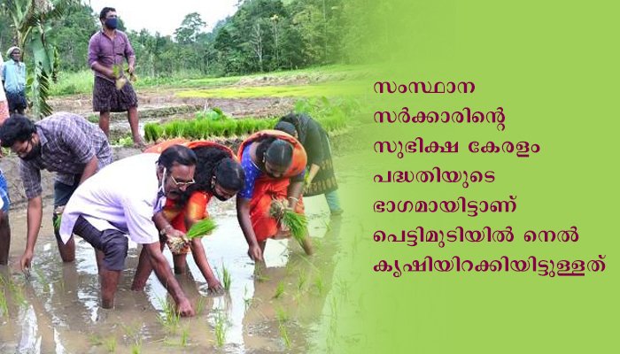 ഇടുക്കി അടിമാലി പെട്ടിമുടിയില്‍ ഞാറുനടീല്‍ സംഘടിപ്പിച്ചു