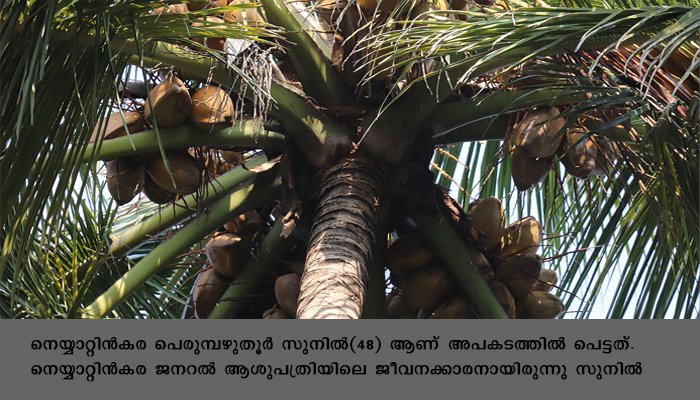 തെങ്ങ് മറിഞ്ഞ് വീണ് ആശുപത്രി ജീവനക്കാരന്‍ മരിച്ചു