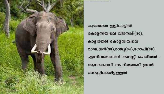 കാട്ടാനയുടെ ജഡത്തില്‍ നിന്നും കൊമ്പ്‌ ശേഖരിച്ച നാലുപേര്‍ പിടിയില്‍