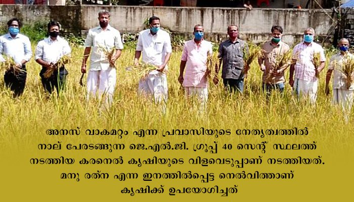 ഇടുക്കി സുഭിക്ഷ കേരളം പദ്ധതി; കരനെല്‍ കൃഷിയില്‍ വിളഞ്ഞത് നൂറ് മേനി