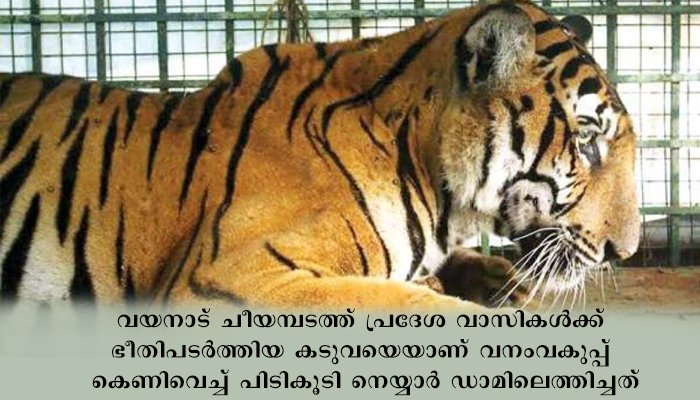 കടുവയ്‌ക്ക്‌ സുഖ ചികിത്സയുമായി നെയ്യാര്‍ സഫാരി പാര്‍ക്ക്‌