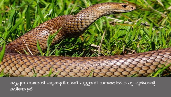 സ്ലാബിനിടയില്‍ ഒളിച്ച മൂര്‍ഖന്‍പാമ്പിനെ പിടിച്ച് ചാക്കിലാക്കുന്നതിനിടയില്‍ കടിയേറ്റു