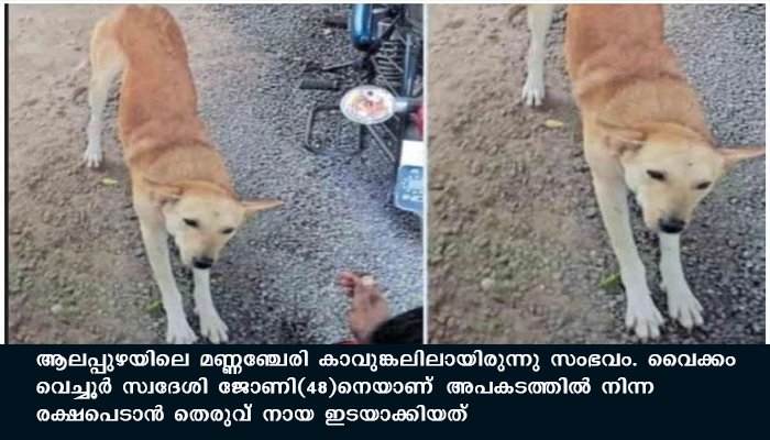 ബൈക്കപകടത്തില്‍ കുളത്തിലേക്ക്‌ തെറിച്ചുവീണ യാത്രികനെ രക്ഷിക്കാന്‍ തുണയായത്‌ കുട്ടന്‍ എന്നു വിളിക്കുന്ന തെരുവ്‌ നായ