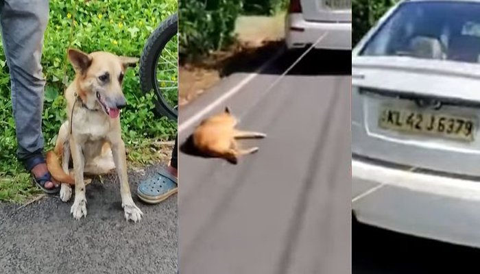 മിണ്ടാപ്രാണിയോട് ക്രൂരത കാണിച്ച കാറിൻറെ ഡ്രൈവർ അറസ്റ്റിൽ