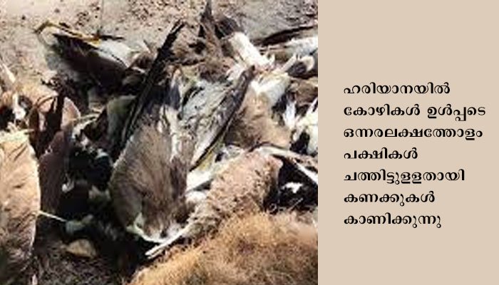 ഹിമാചലില്‍   1800 ദേശാടന കിളികള്‍ ചത്തൊടുങ്ങി