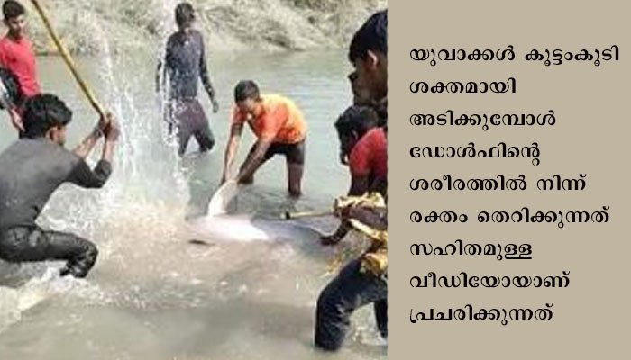 ഗംഗ ഡോള്‍ഫിനെ ക്രൂരമായി തല്ലിക്കൊന്നു.  മൂന്നു പേർ അറസ്റ്റിൽ