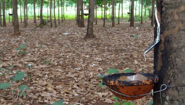 റബ്ബര്‍പ്ലാന്റേഷന്‍ മാനേജ്‌മെന്റില്‍ പരിശീലനം