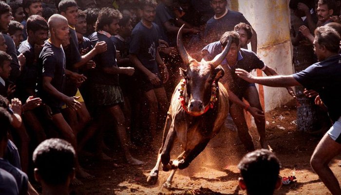 കാള ബാരിക്കേഡ് ചാടികടന്ന് കാണികളെ കുത്തിവീഴ്ത്തി: ജെല്ലിക്കെട്ടിനിടെ മരണം, 45 പേര്‍ക്ക് പരിക്ക്