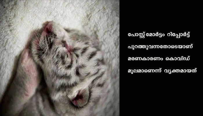 പാക് മൃഗശാലയിലെ രണ്ട് കടുവ കുട്ടികള്‍ ചത്തത് കൊവിഡ് ബാധിച്ചെന്ന് സ്ഥിരീകരണം