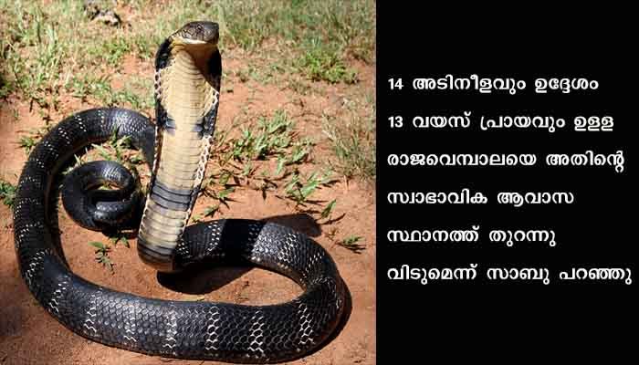 വീട്ടിലെത്തിയ രാജവെമ്പാലയെ അതിസാഹസികമായി കീഴടക്കി