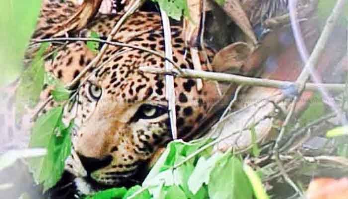 മരുതഞ്ചേരിയിൽ പുലിയിറങ്ങി, പട്ടിയെ കടിച്ചുകൊന്നു , ഭീതിയോടെ പ്രദേശവാസികൾ