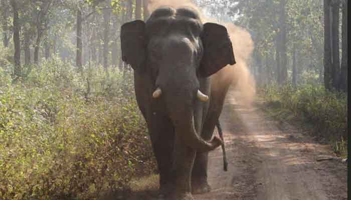 ഷോളയൂരില്‍ കാട്ടാനയുടെ കുത്തേറ്റ് ആദിവാസി സ്ത്രീ മരിച്ചു