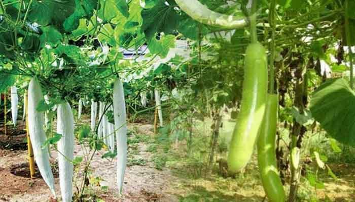 പത്തനംതിട്ട: കൃഷി വിജ്ഞാന കേന്ദ്രത്തിന്റെ ഓണ്‍ലൈന്‍ പരിശീലനം 11 മുതല്‍