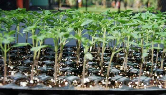 കണ്ണൂർ: പച്ചക്കറി തൈ വിതരണം ഉദ്ഘാടനം ചെയ്തു
