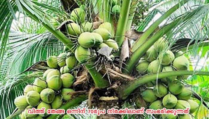 ആലപ്പുഴ: വിത്ത് തേങ്ങകള്‍ സംഭരിക്കുന്നു