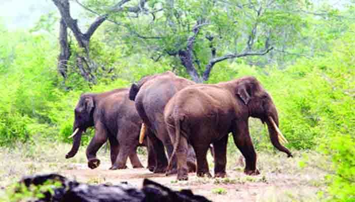 തവളപ്പാറയില്‍ കാട്ടാനശല്യം രൂക്ഷമാകുന്നു