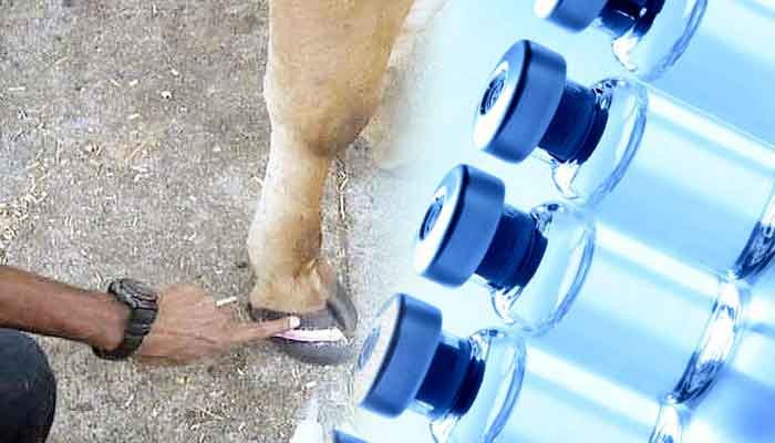 ആലപ്പുഴ: കുളമ്പുരോഗ നിര്‍മ്മാര്‍ജ്ജനത്തിന് ആവശ്യമായ വാക്‌സിന്‍ എത്തിക്കും