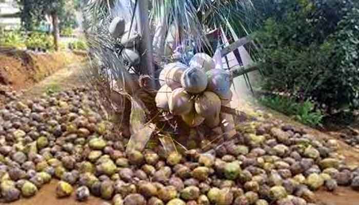 ആലപ്പുഴ: നാളികേര കർഷകർക്കായി ഓൺലൈൻ പരിശീലന പരിപാടി