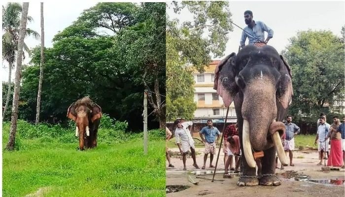 പുല്ലുമേഞ്ഞും മരത്തിലെ തേച്ചു കുളിയിലൂടെയും ഹൃദയം കവർന്ന കൊമ്പൻ വലിയ മാധവൻകുട്ടി ചരിഞ്ഞു