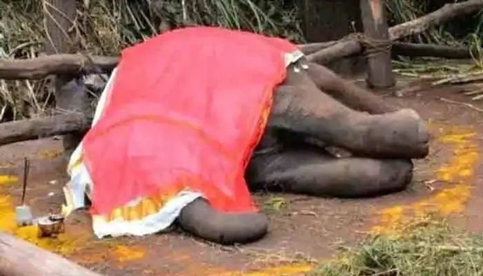 കോട്ടൂരിലെ ആനക്കുട്ടിയുടെ മരണം അപൂ‍‍‍ർവ്വ വൈറസ് ബാധിച്ച്