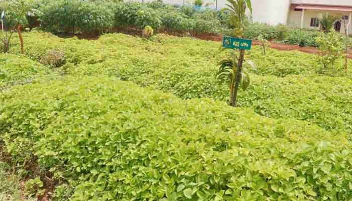 പാലക്കാട്: പച്ചപ്പ് പടര്‍ത്തി പാലക്കാട് ജില്ലാ ജയില്‍