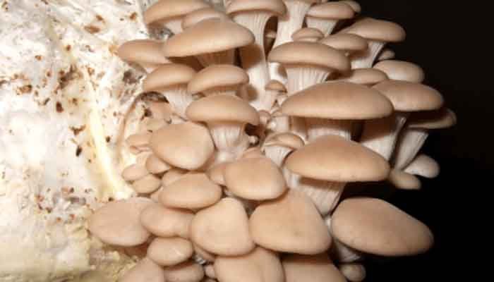 കോഴിക്കോട്: ചിപ്പിക്കൂണ്‍ വിത്ത് വില്‍പനയ്ക്ക്