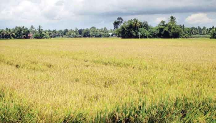 കാസർകോട്: തരിശുഭൂമിയിലെ നെൽകൃഷി വിളവെടുപ്പ് ഉദ്ഘാടനം ചെയ്തു