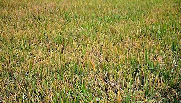ആലപ്പുഴ: കരനെല്‍ കൃഷി വിളവെടുത്തു