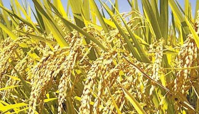 തിരുവനന്തപുരം: നെല്ലുസംഭരണം സുഗമമാക്കാൻ സപ്ലൈകോ ചർച്ച നടത്തി