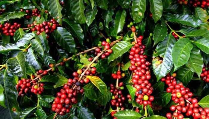 ഇടുക്കി: സര്‍ക്കാര്‍ ഭൂമിയിലെ കാപ്പിക്കുരു ലേലം ചെയ്യും