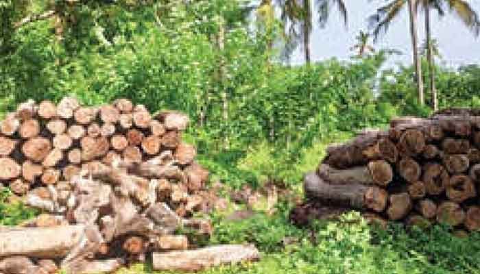 കണ്ണൂർ: മരം ലേലം