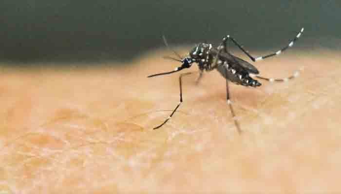 യുപിയില്‍ സിക്ക വ്യാപനം ശക്തം: ഗര്‍ഭിണികള്‍ അടക്കം 64 പേര്‍ക്ക് രോഗം സ്ഥിരീകരിച്ചു
