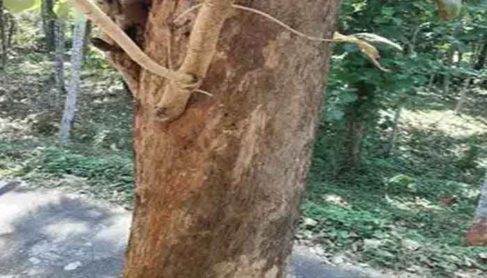 പാലക്കാട്: മരം ലേലം 11 ന്