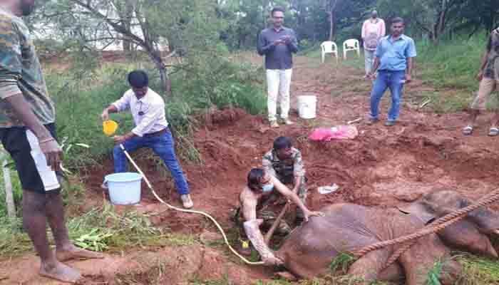 ചെളിയിൽ പുതഞ്ഞ കാട്ടനയെ വനപാലകർ രക്ഷപെടുത്തി