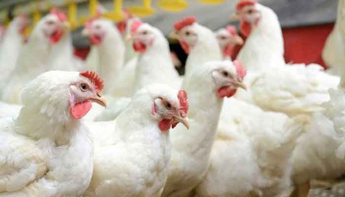 ആലപ്പുഴ: പക്ഷിപ്പനി; പ്രതിരോധ നടപടികള്‍ ഉര്‍ജ്ജിതമാക്കി