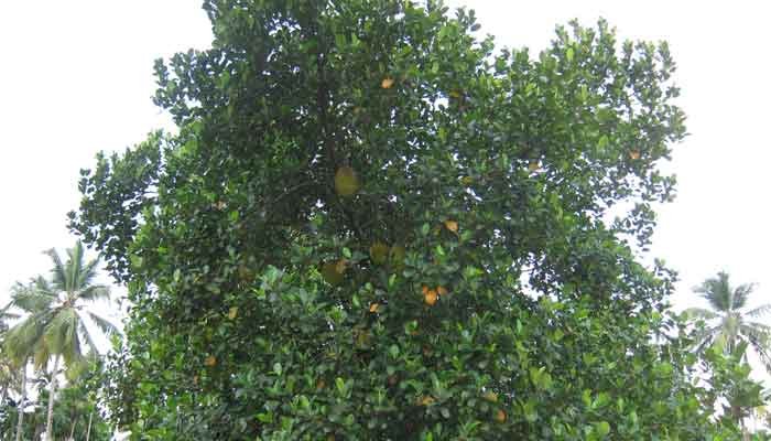 പത്തനംതിട്ട: പുനര്‍ ലേലം